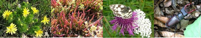 Galerie Flora & Fauna
