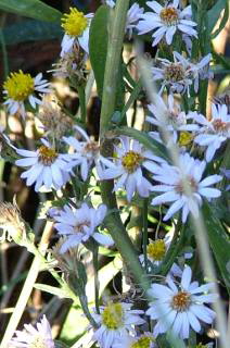 Strand-Aster