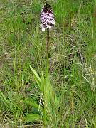 Orchidee (Purpur-Knabenkraut)