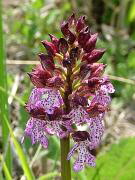 Orchidee (Purpur-Knabenkraut)