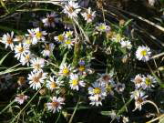 Strand-Aster