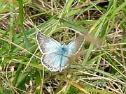 Silbergrner Bluling