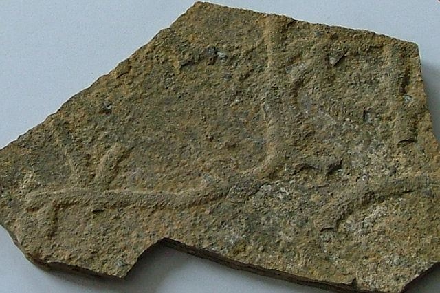 Stinkschiefer mit Chondrites sp.